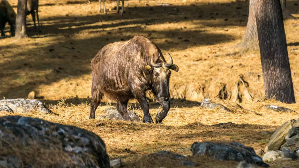 Du lịch Thimphu, Du lịch Thimphu, thủ đô Bhutan